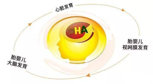 DHA的作用及补充标准