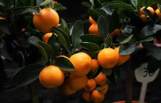 冬季护眼水果-金橘