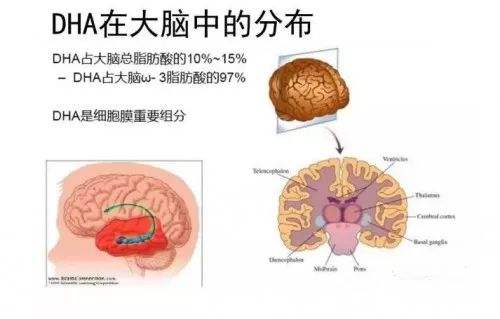 DHA对成长重大意义，全面促进生长发育！
