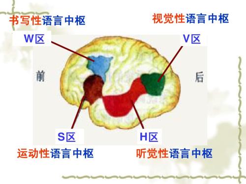语言中枢的四个部分